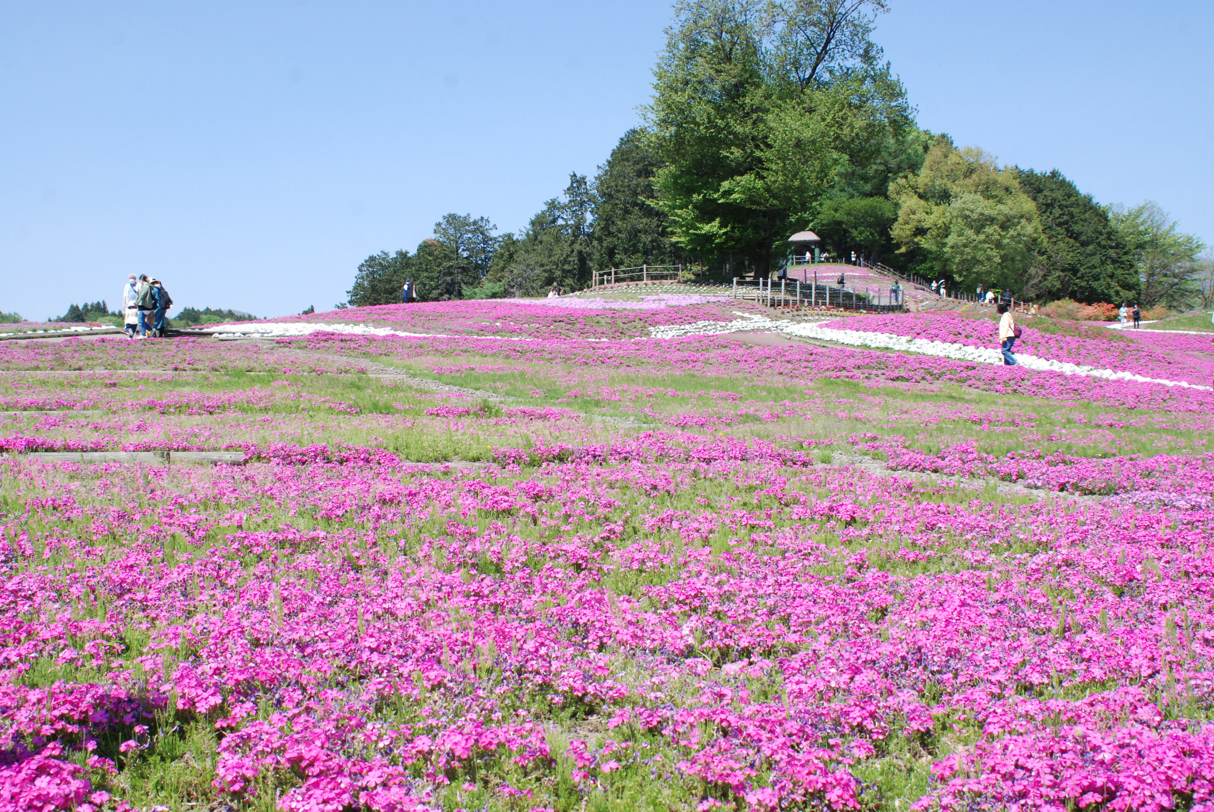 榛名観光協会ホームページ » みさと芝桜まつり開催について